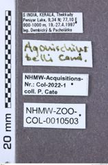 Etikette zu Ludioschema belli (NHMW-ZOO-COL-0010503)